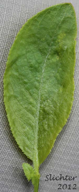 Dorsal leaf surface of Booth's Willow: Salix boothii (Synonyms: Salix myrtillifolia, Salix novae-angliae, Salix pseudocordata, Salix pseudomyrsinites)