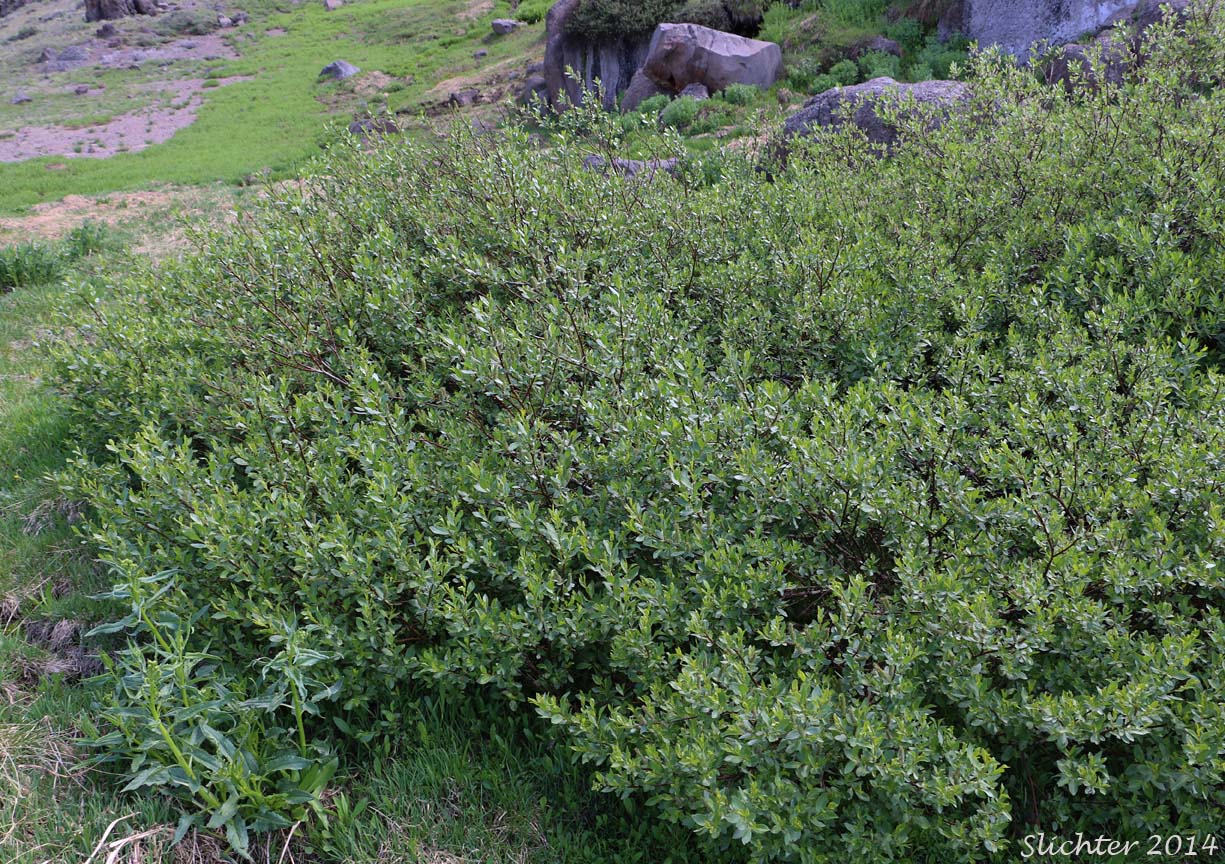 Booth's Willow: Salix boothii (Synonyms: Salix myrtillifolia, Salix novae-angliae, Salix pseudocordata, Salix pseudomyrsinites)