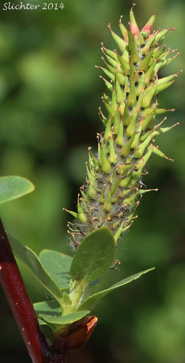 Booth's Willow: Salix boothii (Synonyms: Salix myrtillifolia, Salix novae-angliae, Salix pseudocordata, Salix pseudomyrsinites)