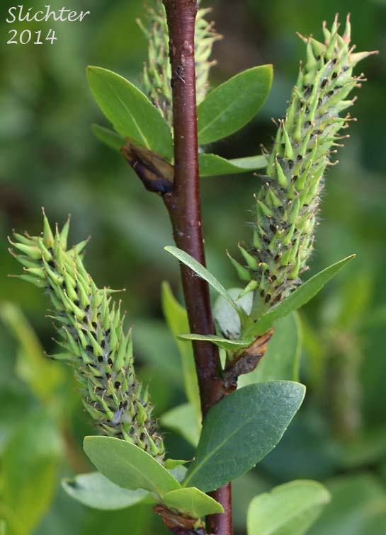 Booth's Willow: Salix boothii (Synonyms: Salix myrtillifolia, Salix novae-angliae, Salix pseudocordata, Salix pseudomyrsinites)