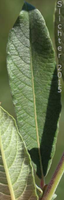 Dorsal leaf surface of Undergreen Willow, Under-green Willow, Variable Willow: Salix commutata (Synonyms: Salix barclayi var. commutata, Salix commutata var. commutata, Salix commutata var. denudata, Salix commutata var. puberula)
