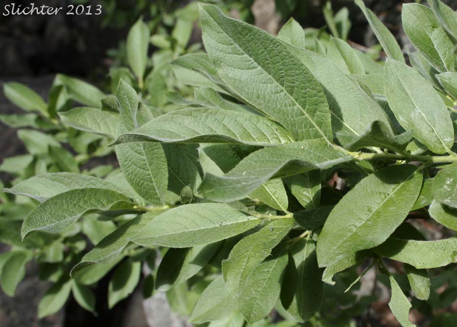 Undergreen Willow, Under-green Willow, Variable Willow: Salix commutata (Synonyms: Salix barclayi var. commutata, Salix commutata var. commutata, Salix commutata var. denudata, Salix commutata var. puberula)