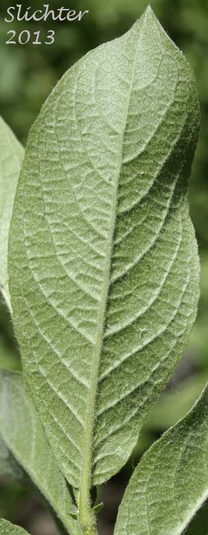 Underside of a leaf of Undergreen Willow, Under-green Willow, Variable Willow: Salix commutata (Synonyms: Salix barclayi var. commutata, Salix commutata var. commutata, Salix commutata var. denudata, Salix commutata var. puberula)