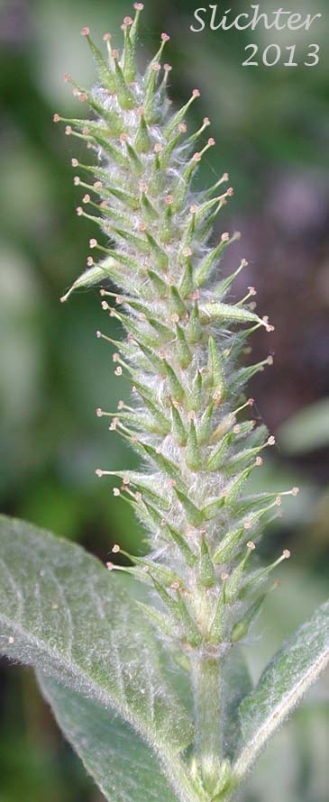 Female catkin of Undergreen Willow, Under-green Willow, Variable Willow: Salix commutata (Synonyms: Salix barclayi var. commutata, Salix commutata var. commutata, Salix commutata var. denudata, Salix commutata var. puberula) or hybrid.