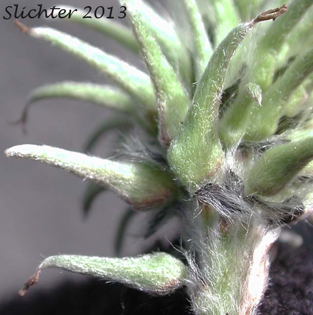 Close-up of a female catkin of Drummond's Willow: Salix drummondiana (Synonyms: Salix bella, Salix drummondiana ssp. subcaerulea, Salix drummondiana var. bella, Salix drummondiana var. subcaerulea, Salix subcaerulea)