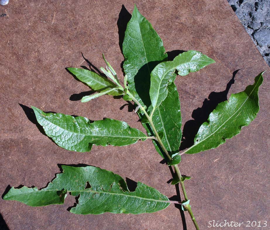 Dorsal leaf surfaces of Drummond's Willow: Salix drummondiana (Synonyms: Salix bella, Salix drummondiana ssp. subcaerulea, Salix drummondiana var. bella, Salix drummondiana var. subcaerulea, Salix subcaerulea)