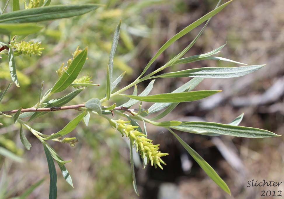 Long leaves and female catkin of Columbia River Willow, Coyote Willow, Narrowleaf Willow: Salix exigua var. exigua (Synonyms: Salix argophylla, Salix exigua var. angustissima, Salix exigua var. hindsiana, Salix exigua var. luteosericea, Salix exigua var. nevadensis, Salix exigua var. stenophylla, Salix exigua var. virens, Salix parishiana)