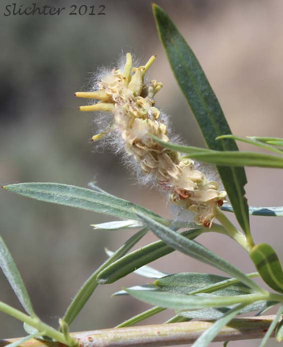 Maturing female catkin of Columbia River Willow, Coyote Willow, Narrowleaf Willow: Salix exigua var. exigua (Synonyms: Salix argophylla, Salix exigua var. angustissima, Salix exigua var. hindsiana, Salix exigua var. luteosericea, Salix exigua var. nevadensis, Salix exigua var. stenophylla, Salix exigua var. virens, Salix parishiana)