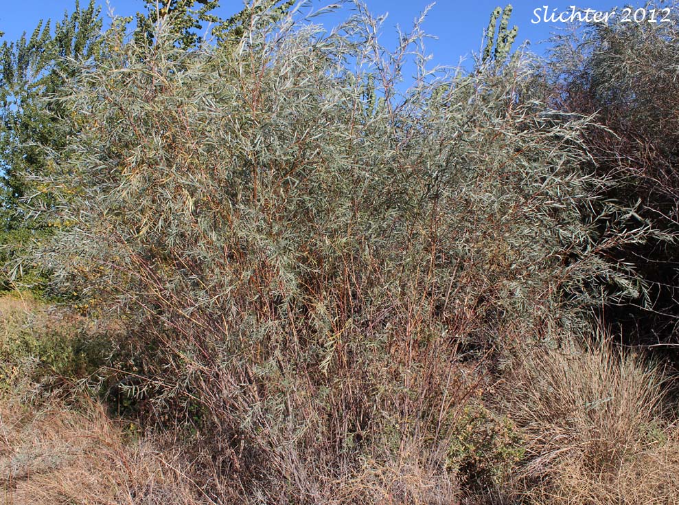Columbia River Willow, Coyote Willow, Narrowleaf Willow: Salix exigua var. exigua ((Synonyms: Salix argophylla, Salix exigua ssp. exigua var. stenophylla, Salix exigua ssp. interior, Salix exigua var. angustissima, Salix exigua var. exigua, SSalix exigua var. luteosericea, Salix exigua var. nevadensis, Salix exigua var. parishiana, Salix exigua var. stenophylla, Salix exigua var. virens,Salix interior var. angustissima, Salix interior var. luteosericea, Salix linearifolia, Salix longifolia, Salix longifolia var. argophylla, Salix longifolia var. exigua, Salix longifolia var. opaca, Salix luteosericea, Salix macrostachya var. leucodenroides, Salix malacophylla, Salix nevadensis, Salix parishiana, Salix sessilifolia var. hindsiana, Salix sessilifolia var. leucodendroides, Salix stenophylla, Salix thurberi)