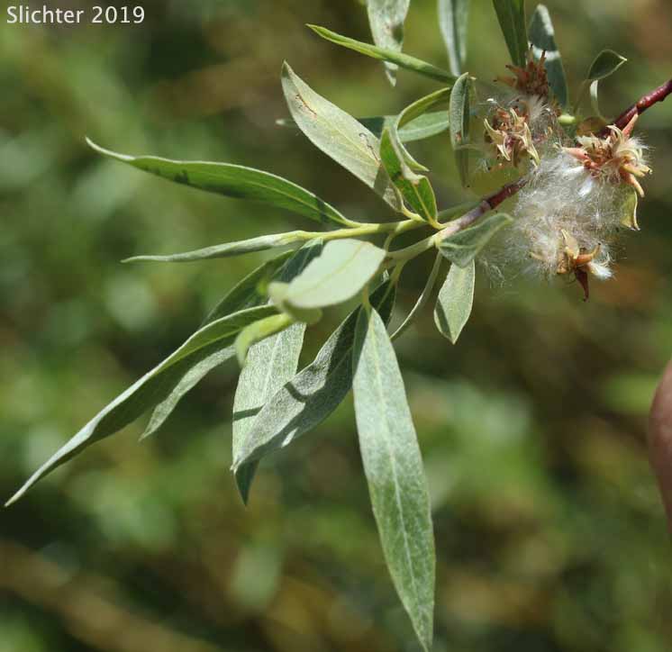 Geyer's Willow: Salix geyeriana (Synonyms: Salix geyeriana ssp. argentea, Salix geyeriana var. argentea, Salix geyeriana var. geyeriana, Salix geyeriana var. meleina, Salix meleina)