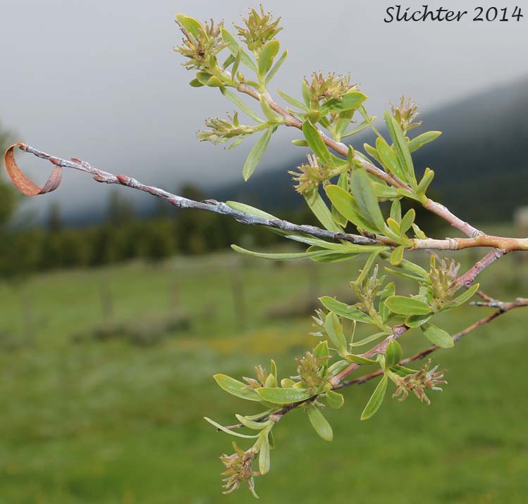 Geyer's Willow: Salix geyeriana (Synonyms: Salix geyeriana ssp. argentea, Salix geyeriana var. argentea, Salix geyeriana var. geyeriana, Salix geyeriana var. meleina, Salix meleina)