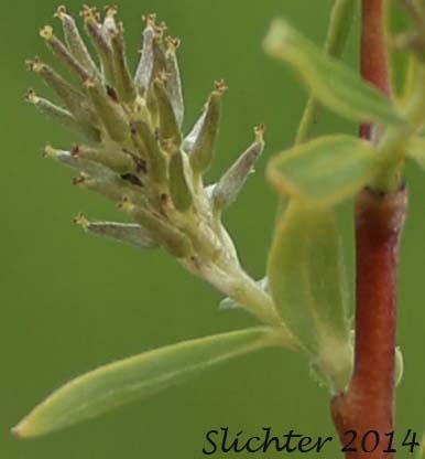 Female catkin of Geyer's Willow: Salix geyeriana (Synonyms: Salix geyeriana ssp. argentea, Salix geyeriana var. argentea, Salix geyeriana var. geyeriana, Salix geyeriana var. meleina, Salix meleina)