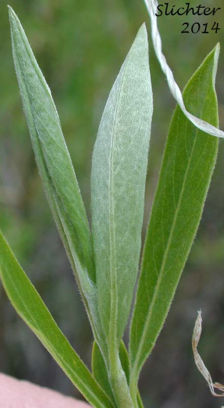 Leaves of Geyer's Willow: Salix geyeriana (Synonyms: Salix geyeriana ssp. argentea, Salix geyeriana var. argentea, Salix geyeriana var. geyeriana, Salix geyeriana var. meleina, Salix meleina)