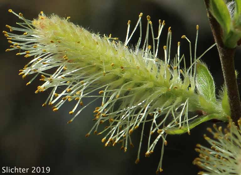 Caudate Willow, Shining Willow, Tail-leaf Willow, Whiplash Willow, Greenleaf Willow: Salix lasiandra var. caudata (Synonyms: Salix caudata, Salix caudata var. bryantiana, Salix caudata var. caudata, Salix caudata var. parvifolia, Salix lasiandra ssp. caudata, Salix lasiandra var. fendleriana, Salix lucida ssp. caudata)