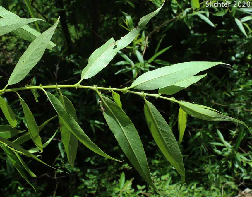 Caudate Willow, Shining Willow, Tail-leaf Willow, Whiplash Willow, Greenleaf Willow: Salix lasiandra var. caudata (Synonyms: Salix caudata, Salix caudata var. bryantiana, Salix caudata var. caudata, Salix caudata var. parvifolia, Salix lasiandra ssp. caudata, Salix lasiandra var. fendleriana, Salix lucida ssp. caudata)