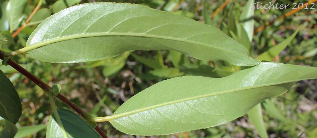 Green, ventral leaf surfaces of Caudate Willow, Shining Willow, Tail-leaf Willow, Whiplash Willow, Greenleaf Willow: Salix lasiandra var. caudata (Synonyms: Salix caudata, Salix caudata var. bryantiana, Salix caudata var. caudata, Salix caudata var. parvifolia, Salix lasiandra ssp. caudata, Salix lasiandra var. fendleriana, Salix lucida ssp. caudata)