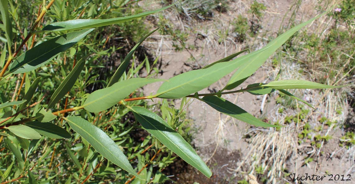 Leaves of Caudate Willow, Shining Willow, Tail-leaf Willow, Whiplash Willow, Greenleaf Willow: Salix lasiandra var. caudata (Synonyms: Salix caudata, Salix caudata var. bryantiana, Salix caudata var. caudata, Salix caudata var. parvifolia, Salix lasiandra ssp. caudata, Salix lasiandra var. fendleriana, Salix lucida ssp. caudata)