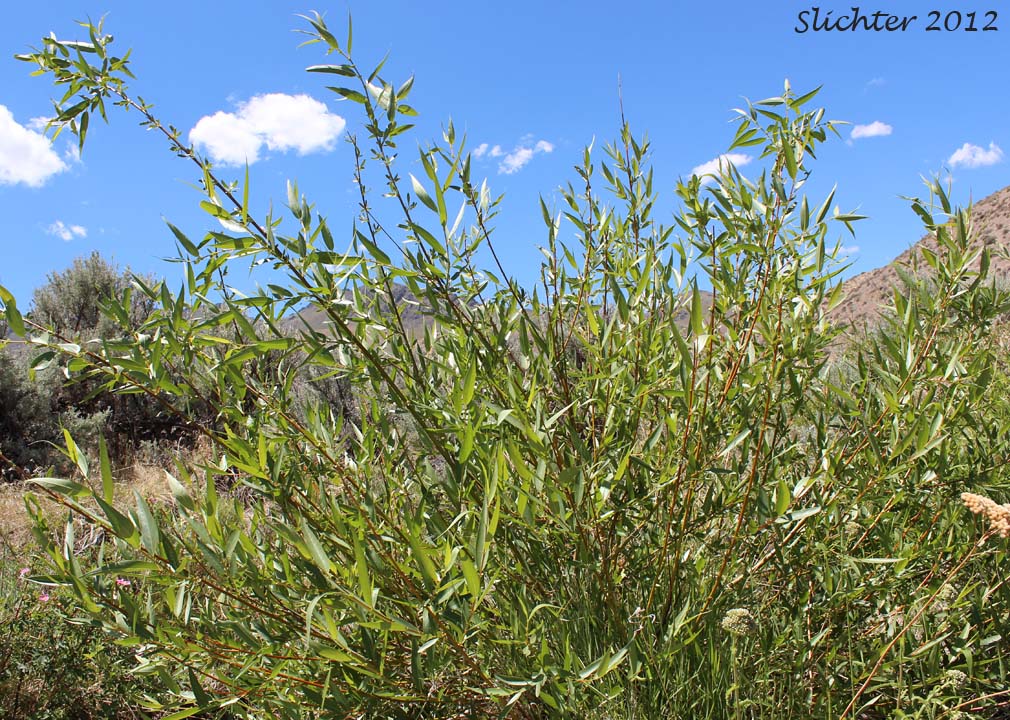 Caudate Willow, Shining Willow, Tail-leaf Willow, Whiplash Willow, Greenleaf Willow: Salix lasiandra var. caudata (Synonyms: Salix caudata, Salix caudata var. bryantiana, Salix caudata var. caudata, Salix caudata var. parvifolia, Salix lasiandra ssp. caudata, Salix lasiandra var. fendleriana, Salix lucida ssp. caudata)