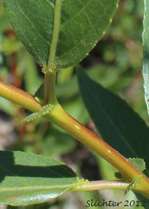 Base of leaf and stipules of Caudate Willow, Shining Willow, Tail-leaf Willow, Whiplash Willow, Greenleaf Willow: Salix lasiandra var. caudata (Synonyms: Salix caudata, Salix caudata var. bryantiana, Salix caudata var. caudata, Salix caudata var. parvifolia, Salix lasiandra ssp. caudata, Salix lasiandra var. fendleriana, Salix lucida ssp. caudata)