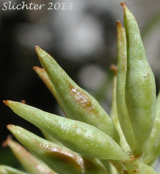 Glabrous pistils of Caudate Willow, Shining Willow, Tail-leaf Willow, Whiplash Willow, Greenleaf Willow: Salix lasiandra var. caudata (Synonyms: Salix caudata, Salix caudata var. bryantiana, Salix caudata var. caudata, Salix caudata var. parvifolia, Salix lasiandra ssp. caudata, Salix lasiandra var. fendleriana, Salix lucida ssp. caudata)