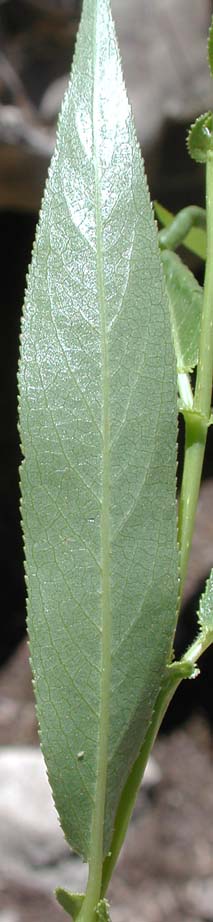Lower leaf surface of Caudate Willow, Shining Willow, Tail-leaf Willow, Whiplash Willow, Greenleaf Willow: Salix lasiandra var. caudata (Synonyms: Salix caudata, Salix caudata var. bryantiana, Salix caudata var. caudata, Salix caudata var. parvifolia, Salix lasiandra ssp. caudata, Salix lasiandra var. fendleriana, Salix lucida ssp. caudata)