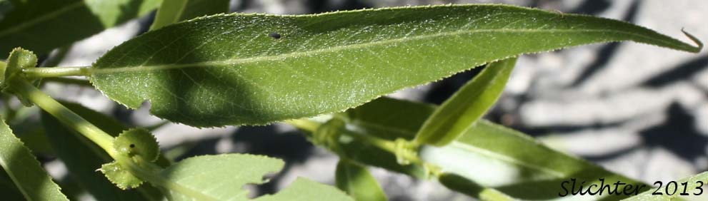 Upper leaf surface of Caudate Willow, Shining Willow, Tail-leaf Willow, Whiplash Willow, Greenleaf Willow: Salix lasiandra var. caudata (Synonyms: Salix caudata, Salix caudata var. bryantiana, Salix caudata var. caudata, Salix caudata var. parvifolia, Salix lasiandra ssp. caudata, Salix lasiandra var. fendleriana, Salix lucida ssp. caudata)