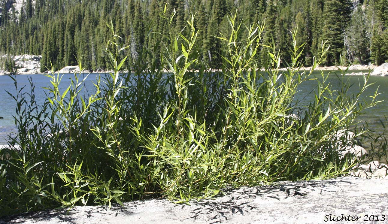 Caudate Willow, Shining Willow, Tail-leaf Willow, Whiplash Willow, Greenleaf Willow: Salix lasiandra var. caudata (Synonyms: Salix caudata, Salix caudata var. bryantiana, Salix caudata var. caudata, Salix caudata var. parvifolia, Salix lasiandra ssp. caudata, Salix lasiandra var. fendleriana, Salix lucida ssp. caudata)