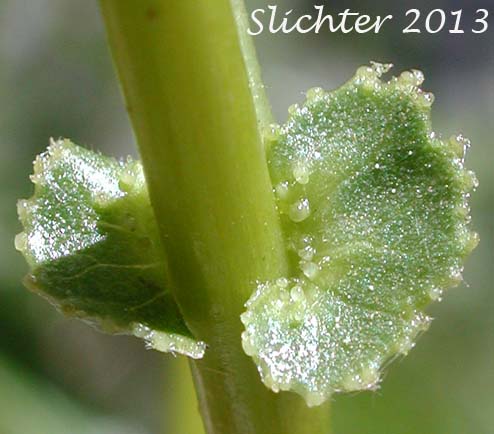 Gland-margined stipule of Caudate Willow, Shining Willow, Tail-leaf Willow, Whiplash Willow, Greenleaf Willow: Salix lasiandra var. caudata (Synonyms: Salix caudata, Salix caudata var. bryantiana, Salix caudata var. caudata, Salix caudata var. parvifolia, Salix lasiandra ssp. caudata, Salix lasiandra var. fendleriana, Salix lucida ssp. caudata)
