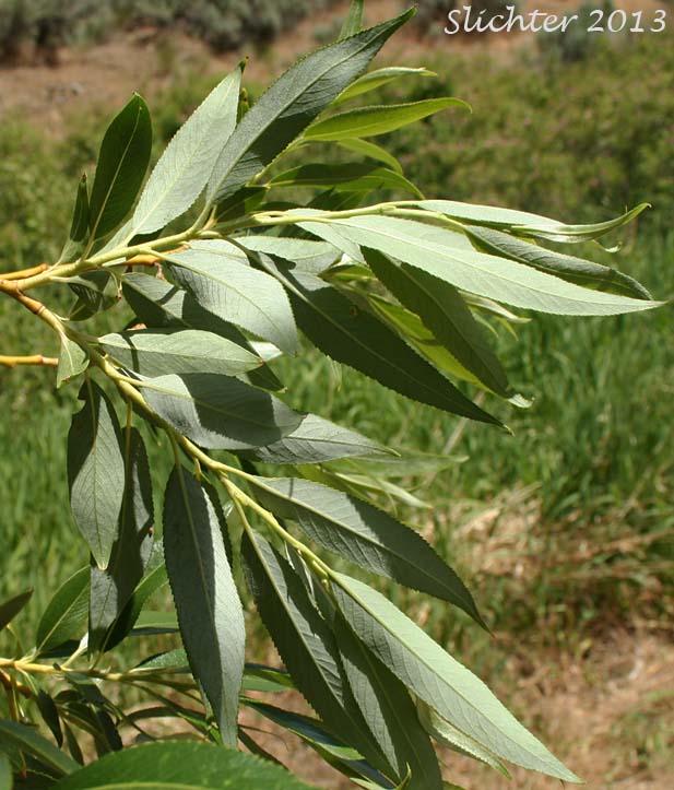 Leaves of Caudate Willow, Shining Willow, Tail-leaf Willow, Whiplash Willow, Greenleaf Willow: Salix lasiandra var. caudata (Synonyms: Salix caudata, Salix caudata var. bryantiana, Salix caudata var. caudata, Salix caudata var. parvifolia, Salix lasiandra ssp. caudata, Salix lasiandra var. fendleriana, Salix lucida ssp. caudata)