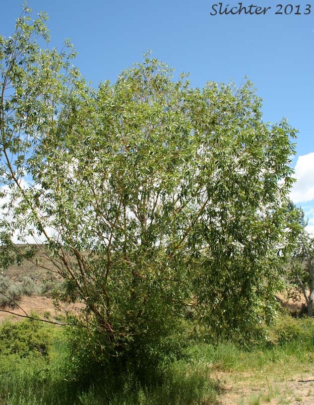 Caudate Willow, Shining Willow, Tail-leaf Willow, Whiplash Willow, Greenleaf Willow: Salix lasiandra var. caudata (Synonyms: Salix caudata, Salix caudata var. bryantiana, Salix caudata var. caudata, Salix caudata var. parvifolia, Salix lasiandra ssp. caudata, Salix lasiandra var. fendleriana, Salix lucida ssp. caudata)