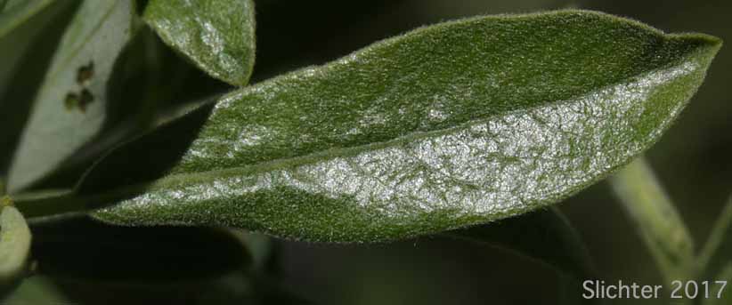 Upper leaf surface of Arroyo Willow: Salix lasiolepis (Synonyms: Salix lasiolepis var. bakeri, Salix lasiolepis var. bigelovii, Salix lasiolepis var. lasiolepis)