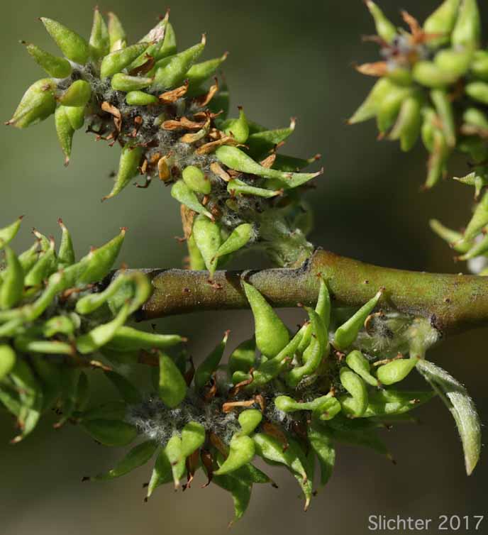 Arroyo Willow: Salix lasiolepis (Synonyms: Salix lasiolepis var. bakeri, Salix lasiolepis var. bigelovii, Salix lasiolepis var. lasiolepis)