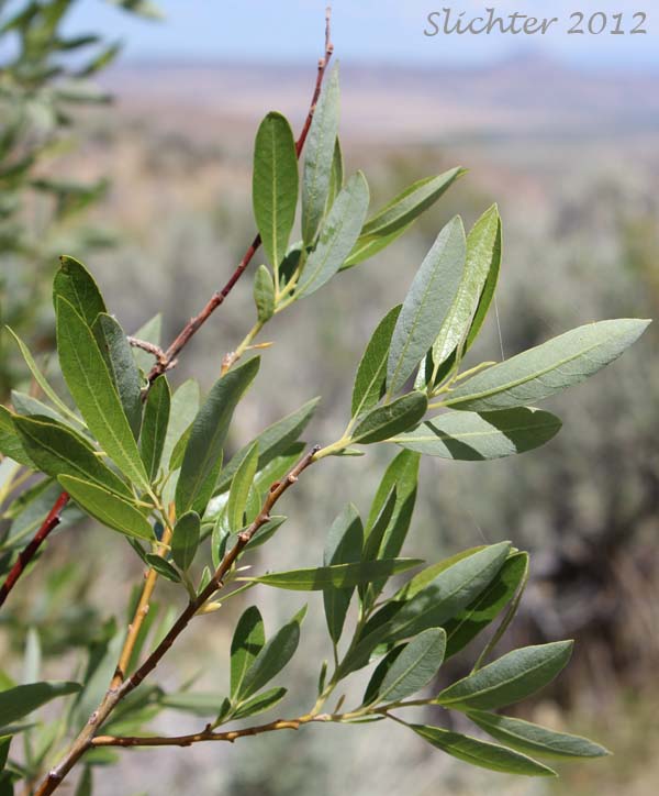 Leaves of Arroyo Willow: Salix lasiolepis (Synonyms: Salix lasiolepis var. bakeri, Salix lasiolepis var. bigelovii, Salix lasiolepis var. lasiolepis)
