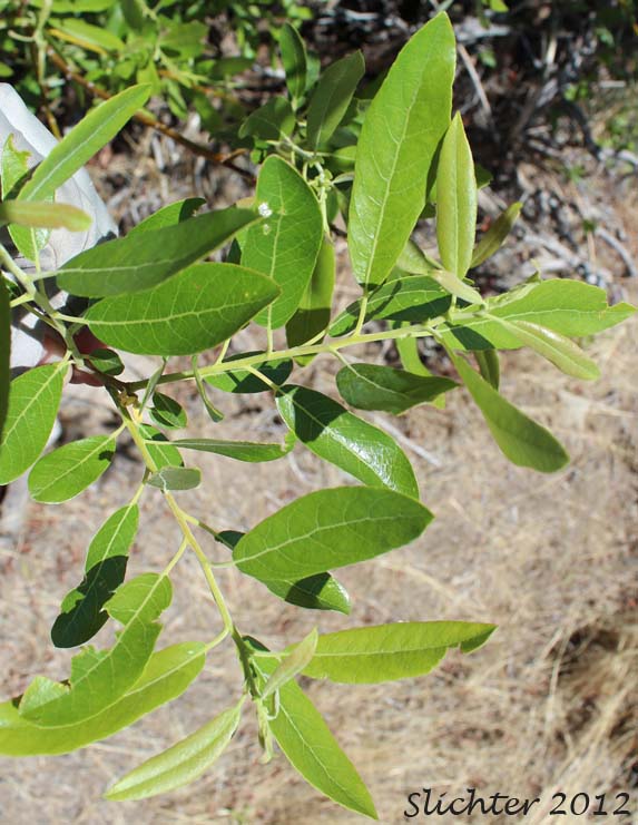 Dorsal leaf surfaces of Arroyo Willow: Salix lasiolepis (Synonyms: Salix lasiolepis var. bakeri, Salix lasiolepis var. bigelovii, Salix lasiolepis var. lasiolepis)