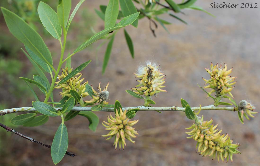 Leaves and female catkins of Lemmon's Willow: Salix lemmonii (Synonyms: Salix austinae, Salix lemmonii var. austinae, Salix lemmonii var. melanopsis, Salix lemmonii var. sphaerostachya)