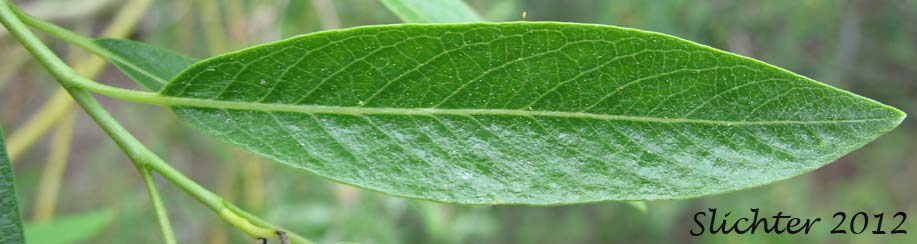 Dorsal leaf surface of Lemmon's Willow: Salix lemmonii (Synonyms: Salix austinae, Salix lemmonii var. austinae, Salix lemmonii var. melanopsis, Salix lemmonii var. sphaerostachya)