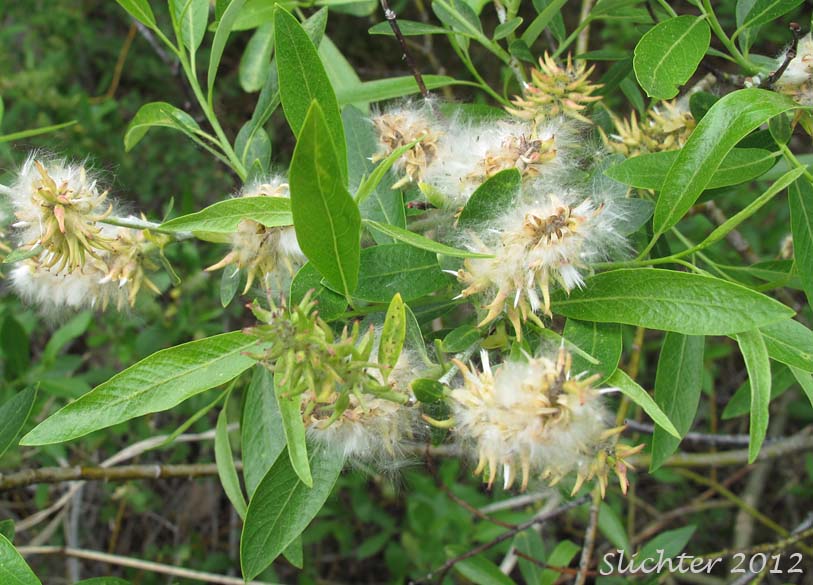 Leaves and female catkins of Lemmon's Willow: Salix lemmonii (Synonyms: Salix austinae, Salix lemmonii var. austinae, Salix lemmonii var. melanopsis, Salix lemmonii var. sphaerostachya)