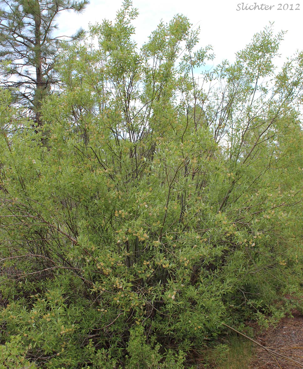 Lemmon's Willow: Salix lemmonii (Synonyms: Salix austinae, Salix lemmonii var. austinae, Salix lemmonii var. melanopsis, Salix lemmonii var. sphaerostachya)