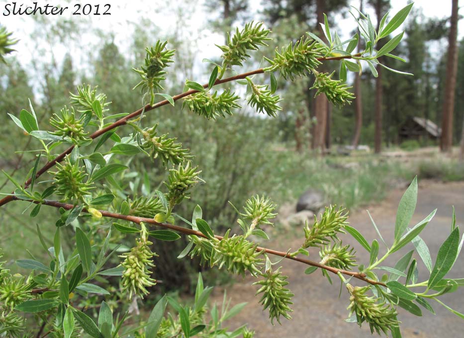 Leaves and female catkins of Lemmon's Willow: Salix lemmonii (Synonyms: Salix austinae, Salix lemmonii var. austinae, Salix lemmonii var. melanopsis, Salix lemmonii var. sphaerostachya)