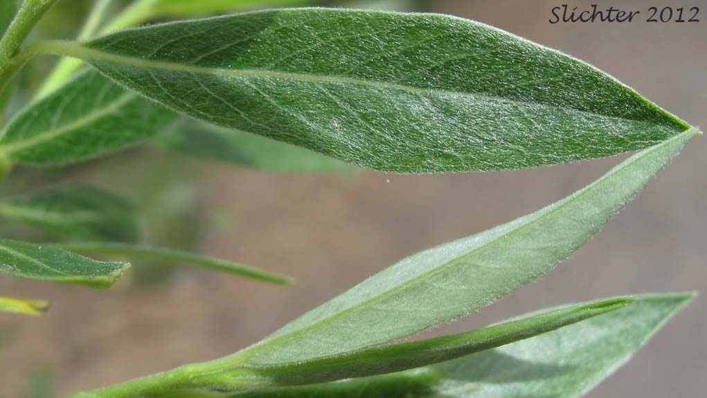 Leaves of Lemmon's Willow: Salix lemmonii (Synonyms: Salix austinae, Salix lemmonii var. austinae, Salix lemmonii var. melanopsis, Salix lemmonii var. sphaerostachya)