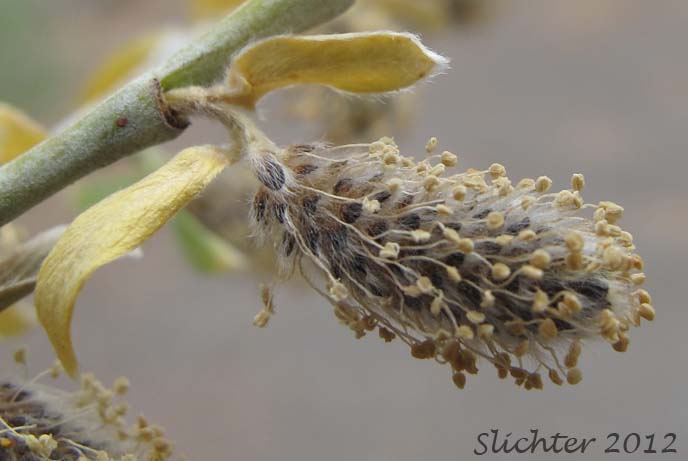 Male catkin of Lemmon's Willow: Salix lemmonii (Synonyms: Salix austinae, Salix lemmonii var. austinae, Salix lemmonii var. melanopsis, Salix lemmonii var. sphaerostachya)