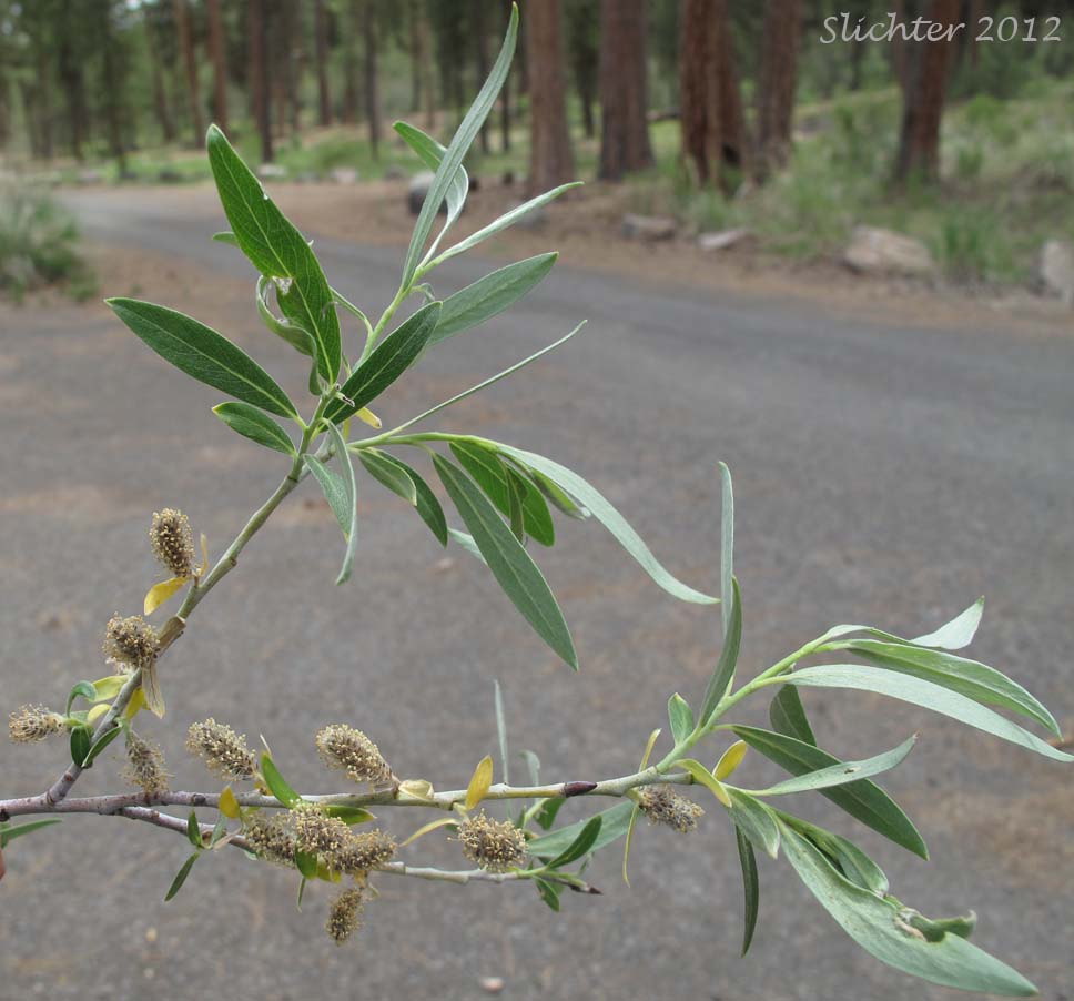 Leaves and male catkins of Lemmon's Willow: Salix lemmonii (Synonyms: Salix austinae, Salix lemmonii var. austinae, Salix lemmonii var. melanopsis, Salix lemmonii var. sphaerostachya)