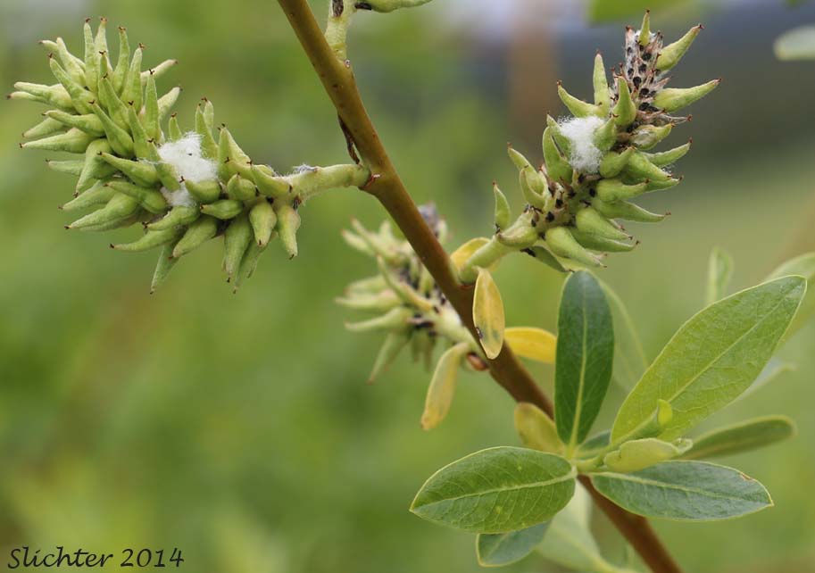 Lemmon's Willow: Salix lemmonii (Synonyms: Salix austinae, Salix lemmonii var. austinae, Salix lemmonii var. melanopsis, Salix lemmonii var. sphaerostachya)