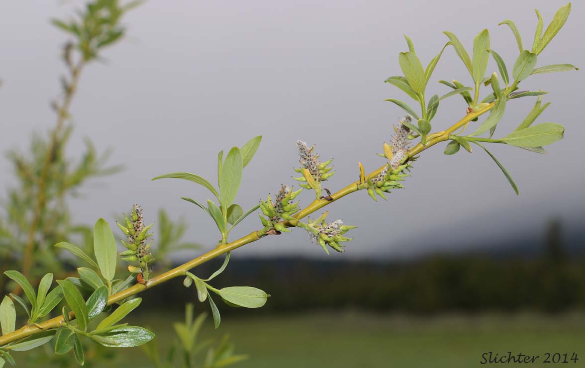 Lemmon's Willow: Salix lemmonii (Synonyms: Salix austinae, Salix lemmonii var. austinae, Salix lemmonii var. melanopsis, Salix lemmonii var. sphaerostachya)