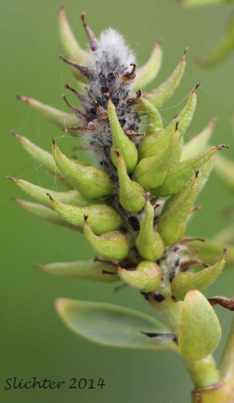 Lemmon's Willow: Salix lemmonii (Synonyms: Salix austinae, Salix lemmonii var. austinae, Salix lemmonii var. melanopsis, Salix lemmonii var. sphaerostachya)