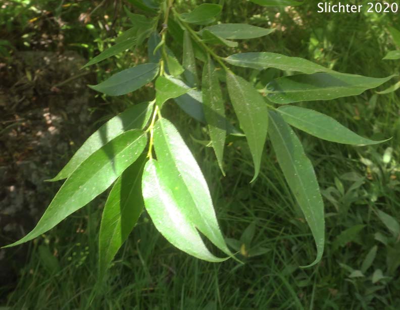 Yellow Willow: Salix lutea (Synonyms: Salix lutea var. lutea, Salix lutea var. platyphylla, Salix lutea var. watsonii, Salix rigida var. watsonii)