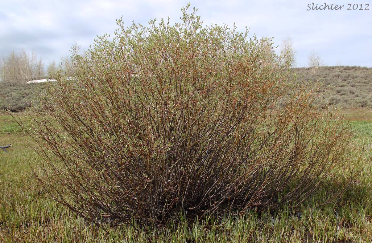 Sitka Willow: Salix sitchensis var. sitchensis (Synonyms: Salix coulteri, Salix cuneata, Salix sitchensis var. congesta, Salix sitchensis var. denudata, Salix sitchensis var. parviflora, Salix sitchensis var. ralphiana)
