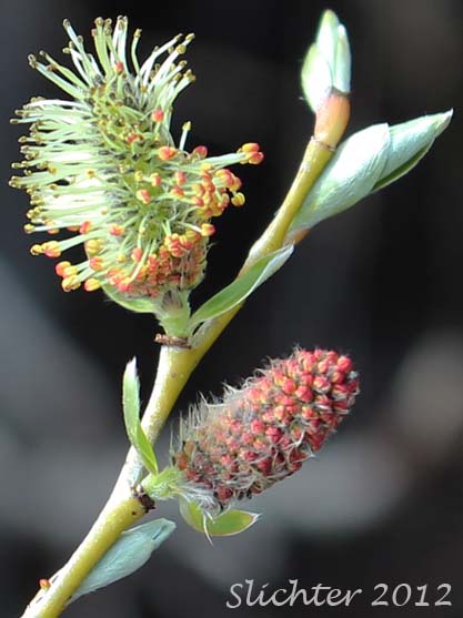 Male catkins of Sitka Willow: Salix sitchensis var. sitchensis (Synonyms: Salix coulteri, Salix cuneata, Salix sitchensis var. congesta, Salix sitchensis var. denudata, Salix sitchensis var. parviflora, Salix sitchensis var. ralphiana)