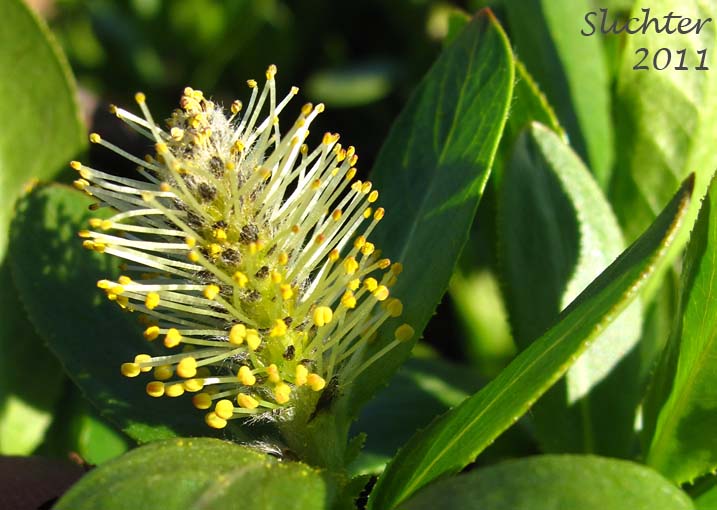 Male inflorescence of Unidentified Willow #1