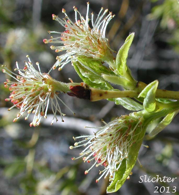 Unidentified Central Washington Willow 10